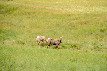 Two deer are standing in a grassy field
