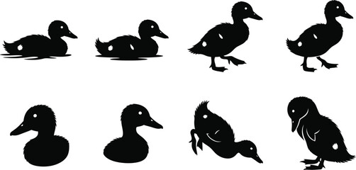 Obraz premium Black duck icon set various silhouette postures and angles