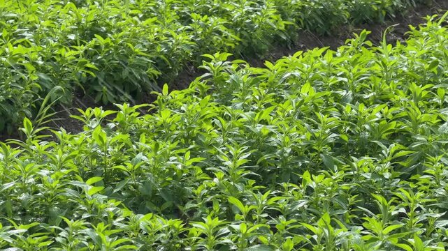 Smooth camera movement reveals straight rows of Peppermint or Mentha plants being watered by an active irrigation system. Precision farming.