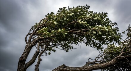 Tree bent dramatically by strong wind under stormy skies.