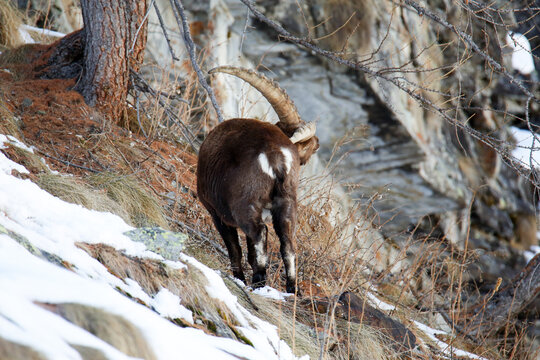 Stambecco maschio si gratta con le corna nel parco nazionale del Gran Paradiso. Valeille, Val d'Aosta (Italia)
