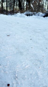 Feeding behavior. Curious squirrel on snow reaching for food from person hand highlighting trust nature and seasonal survival, vertical video, shot handheld, 4k footage