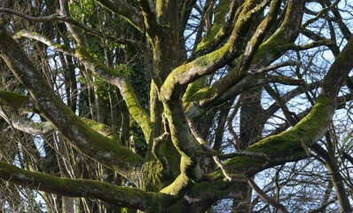 La campagne &agrave; Briec en Bretagne Finist&egrave;re