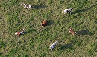 les bovins dans la campagne Bretonne de Gou&eacute;zec &agrave; Spezet vu de montgolfi&egrave;re en Finist&egrave;re France
