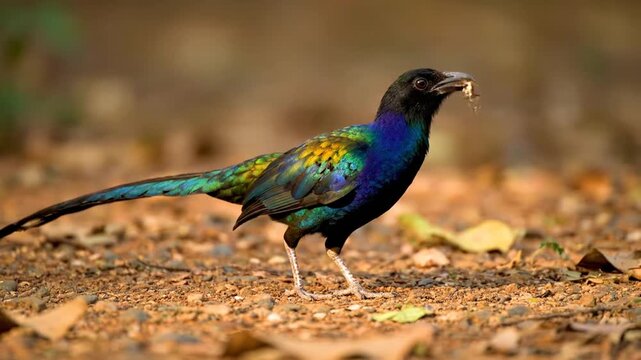 Vibrant iridescent tropical bird walking on forest floor