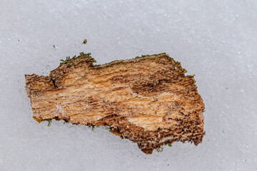 piece of wood in the snow