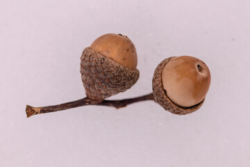 Acorns in the snow