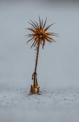 Frozen winter plant