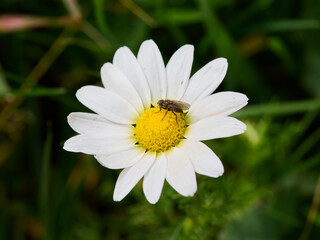Fototapeta premium Mosquito on a white daisy