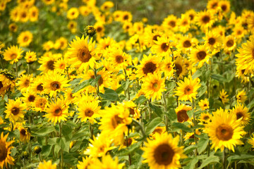 Obraz premium A field of sunflowers, Sainte-Apolline, Québec, Canada