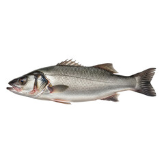Obraz premium Fresh Sea Bass Fish Isolated on Black Background