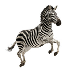 Fototapeta premium PNG of A lively zebra leaps energetically in a playful display of its stripes.