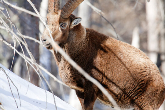 Ritratto di stambecco (capra ibex) nei boschi della Valeille, in Val d'Aosta (Parco nazionale del Gran Paradiso)
