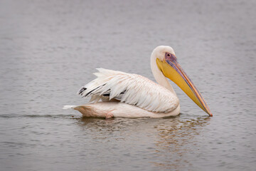 Great White Pelican Swimming on Water Surface in Namibia