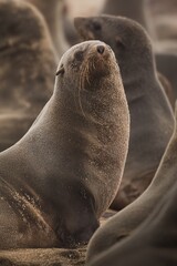 Fototapeta premium Detailed Close-up Portrait of a Cape Fur Seal at Cape Cross Seal Reserve Namibia