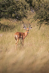 Naklejka premium Black-faced Impala Antelope Standing Alert in the African Savanna Namibia