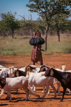 Himba Woman in Traditional Dress Herding a Flock of Goats Through a Village in Namibia