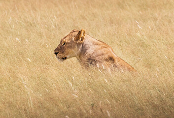 Naklejka premium Lioness Camouflaged in Tall Dry Grass of the African Savanna Etosha Namibia
