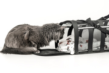 Gray cat near pet carrier isolated on white background