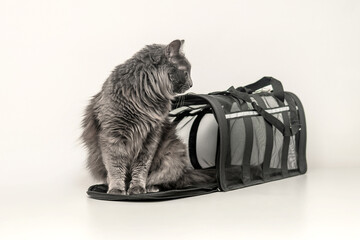 Gray cat near pet carrier isolated on white background