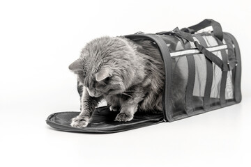 Gray cat near pet carrier isolated on white background