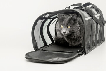 Gray cat near pet carrier isolated on white background