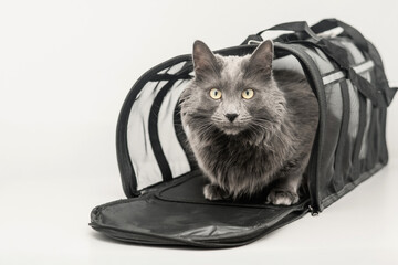 Gray cat near pet carrier isolated on white background