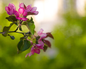 Obraz premium Colorful flowers of a blooming pink apple tree in close-up. On the right, there is a green blurred background suitable for text insertion.