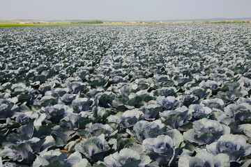 Fototapeta premium Rotkohl, Blaukraut, Brassica oler.var. Capitata f. rubra