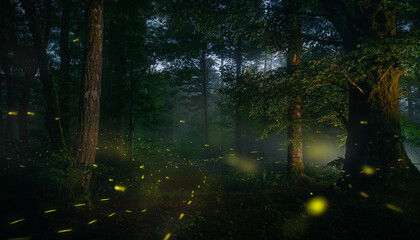 Obraz premium Sun rays shine through rainy forest trees creating a calm green woodland scene