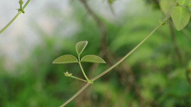 Desmodium Leaf Motion