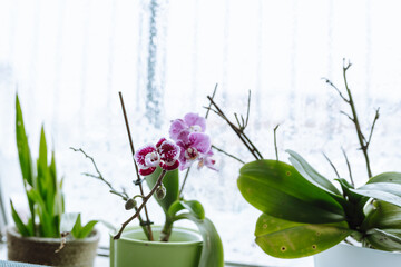 grow orchids at home