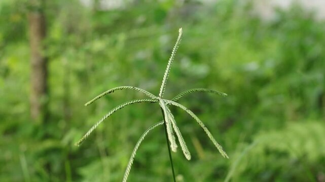 Swaying Goosegrass Plant