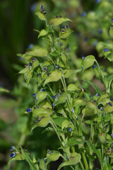 Obraz premium Knollige Tagblume, Commelina tuberosa
