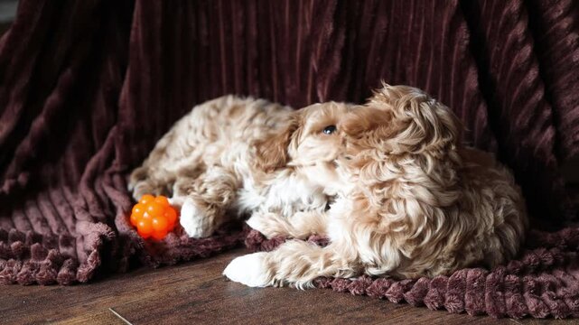 Two cute red Maltipoo puppies frolic on a fleece blanket