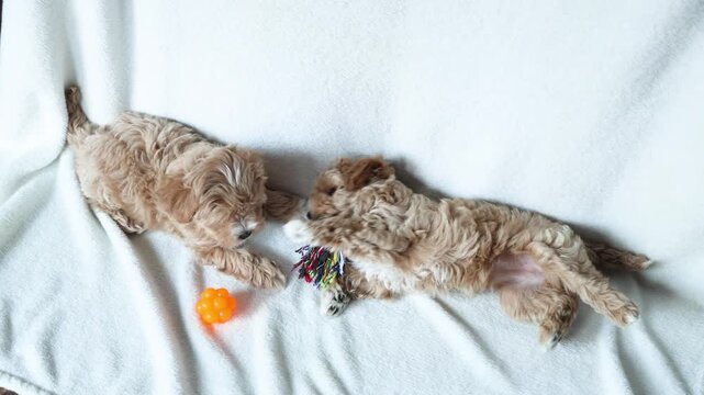 Two cute red Maltipoo puppies frolic on a fleece blanket