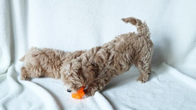 Two cute red Maltipoo puppies frolic on a fleece blanket
