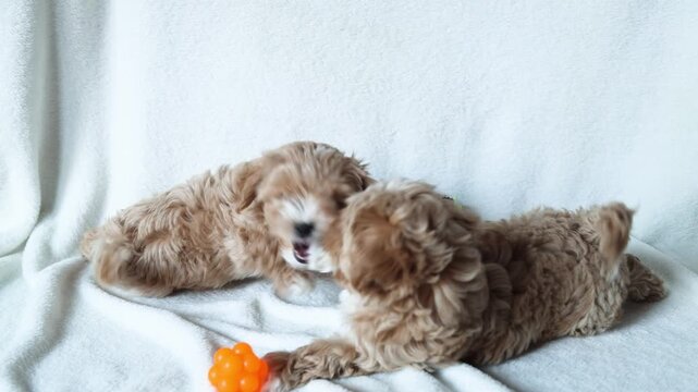 Two cute red Maltipoo puppies frolic on a fleece blanket