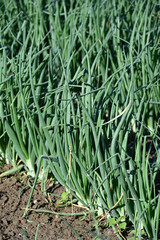 Obraz premium Lauch, Porree, Allium ampeloprasum Lauch-Gruppe, Syn. Allium porrum