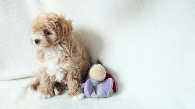 A cute red Maltipoo puppy sits on a white blanket with a plush donkey