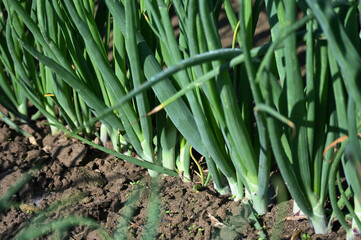 Obraz premium Lauch, Porree, Allium ampeloprasum Lauch-Gruppe, Syn. Allium porrum