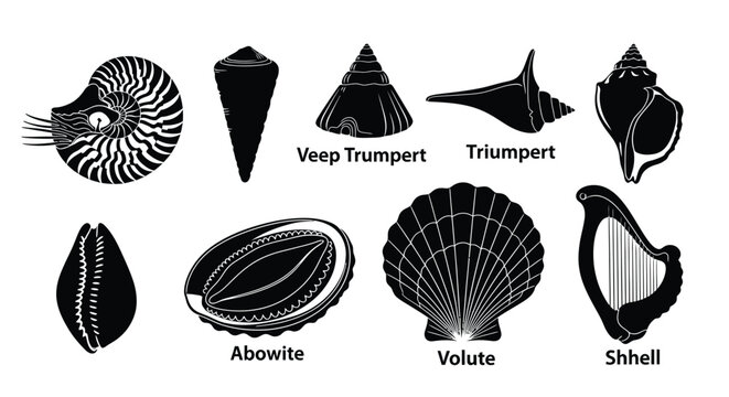 Seashell Types Vector Icons