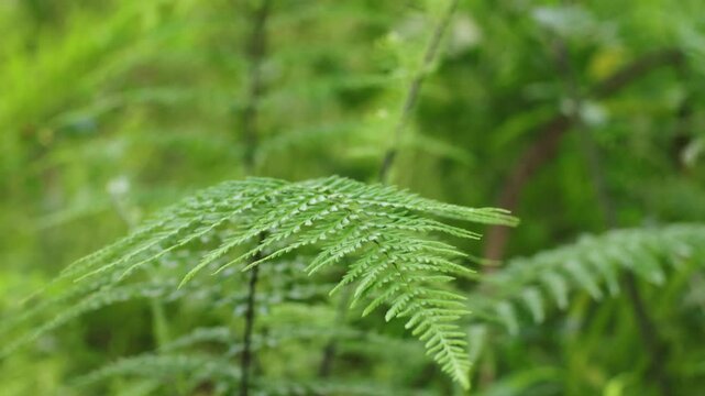 Swaying Fern Foliage