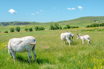 Fototapeta premium Three white donkeys are grazing in a field