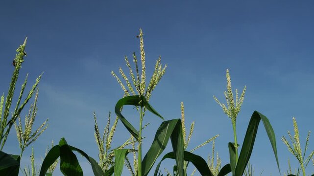 corn tassels, wind, and pollinators