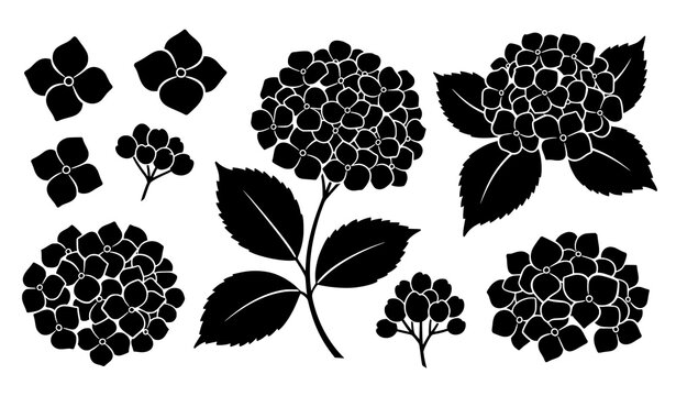 Hydrangea flower decorative silhouette vector set with modular leaves and blooms isolated on transparent background