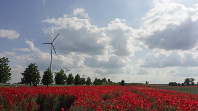 Feld mit Mohnblumen vor Hochspannungs-Freileitung und Windturbinen im Hintergrund