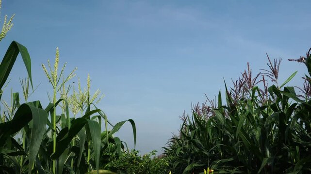 A steady view of flowering corn stalks (Zea mays) in a field. Balanced lighting keeps the texture of the leaves and tassels visible while capturing the effects of natural wind under a blue sky.