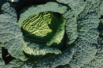 Fototapeta premium Wirsingkohl, Brassica oleracea Var. sabauda
