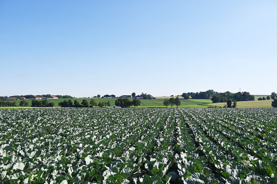 Wei&szlig;kohl, Brassica oler.var. Capitata f. alba